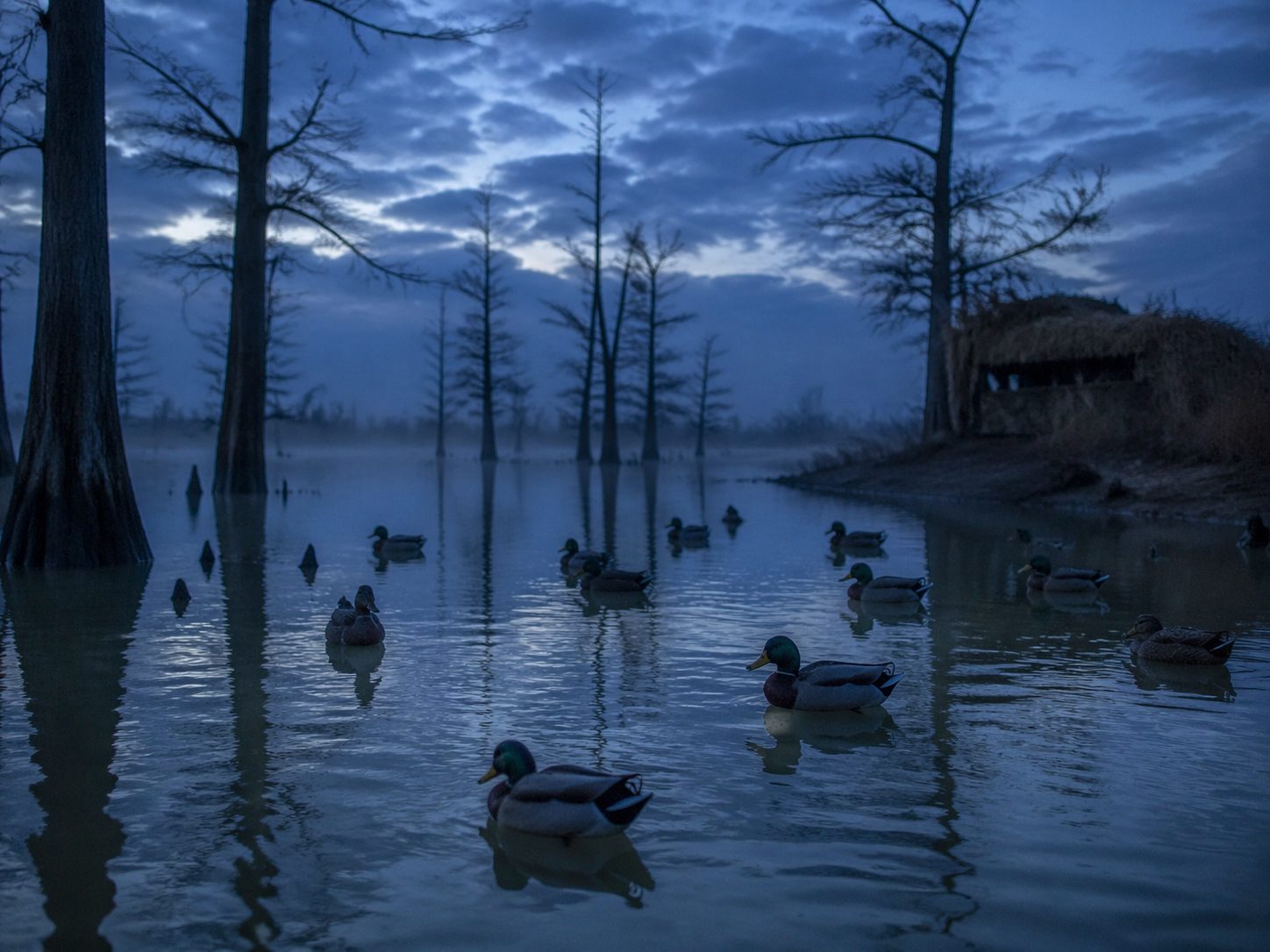 Duck decoy spread on flooded Arkansas timber water at blue hour with silhouetted cypress, HuntPremium waterfowl